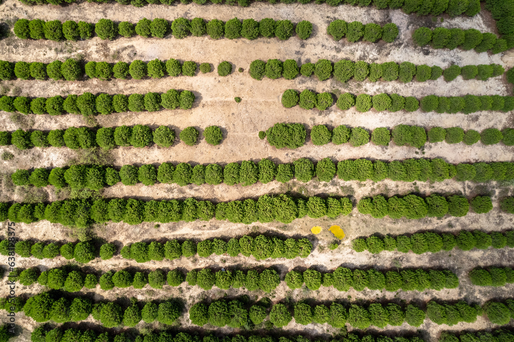 Belgrad forest background