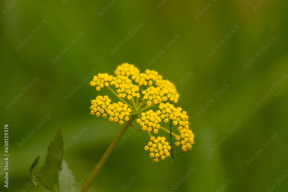 This beautiful Golden Alexander wildflower was seen in the middle of the field when this picture was taken. I love the little yellow flowers of this plant clustered together in pods. This beautiful Golden Alexander wildflower was seen in the middle of the field when this picture was taken. I love the little yellow flowers of this plant clustered together in pods.