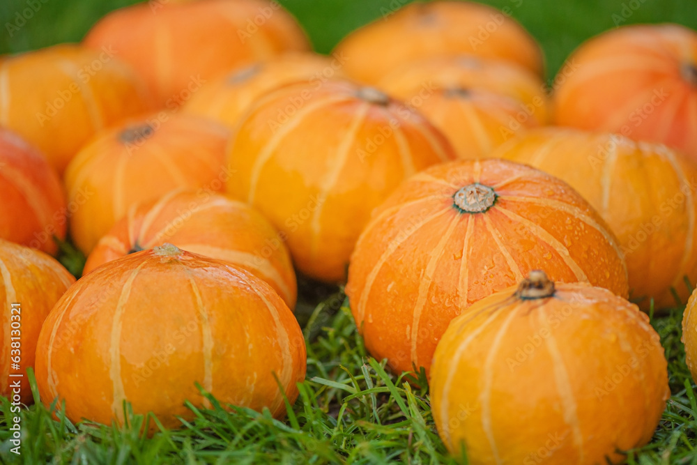 Ripe orange pumpkins on the grass. Harvesting pumpkins. Halloween Ripe orange pumpkins on the grass. Harvesting pumpkins. Halloween