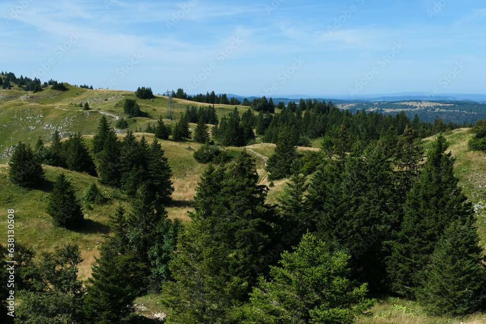 Obraz premium View of a valley in summer. Fir trees on a green mountain.