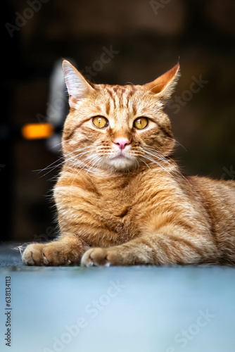 Portrait of ginger tabby cat with long whiskers, laying down and looking at the camera, with background bokeh, front view