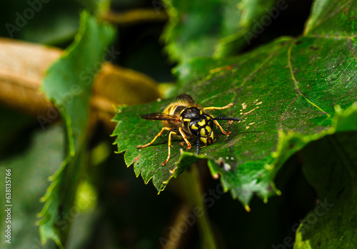 Wasp on leaf 