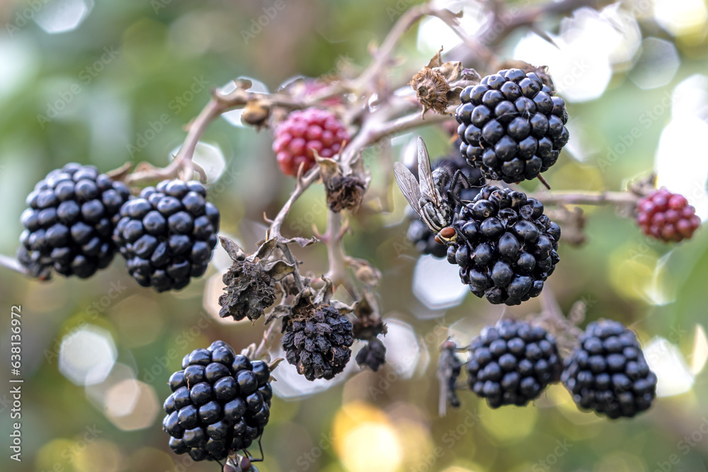flies on Rubus Ulmifolius,insects on a species of wild blackberry,a
