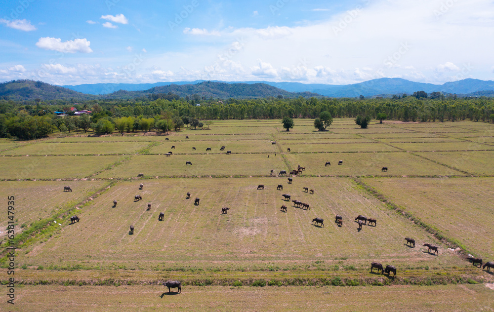 Obraz premium Aerial top view of Thai Buffalo eating dry grass in a farm field. Animals in agriculture.