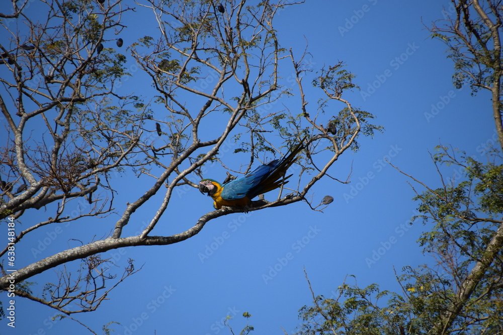 ara ararauna portrait on a tree branch with blue sky background ara ararauna portrait on a tree branch with blue sky background