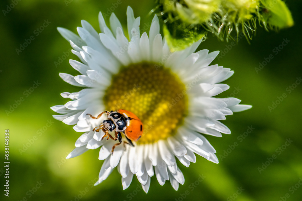 Fototapeta premium ladybug on daisy