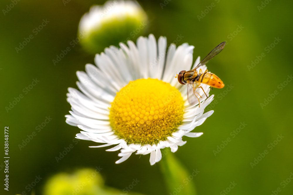 Obraz premium bee on flower