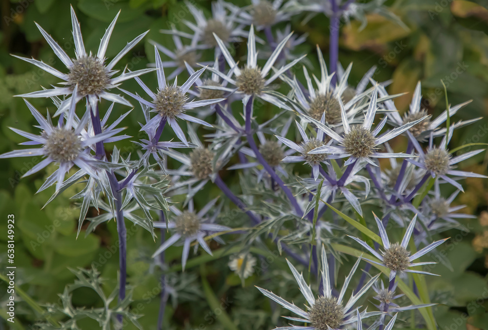 Close up of purple sea thistles with sharp edges Close up of purple sea thistles with sharp edges