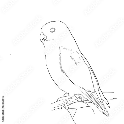 contour drawing of bird line art photo