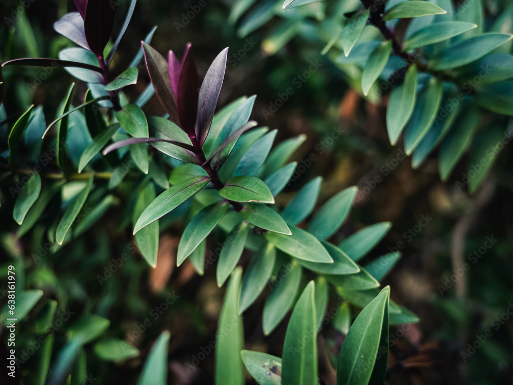 Fototapeta premium Green plant leaves