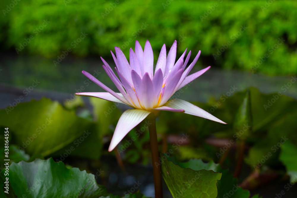 Beautiful water lily. Lotus flower with green leaves Beautiful water lily. Lotus flower with green leaves