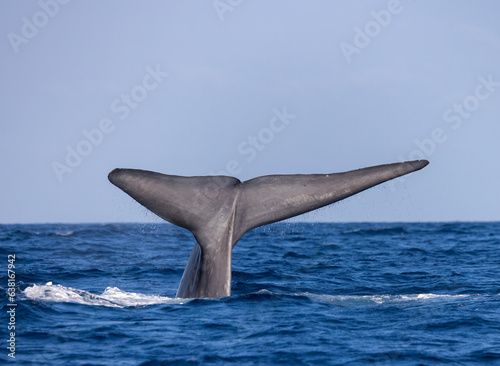 Blue Whale Fluke 
