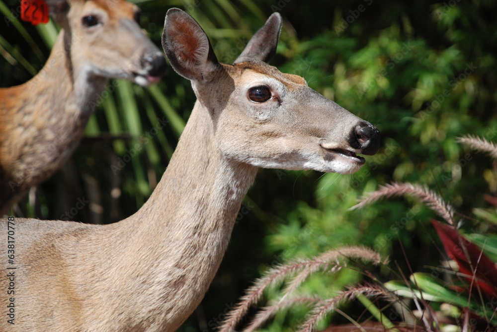 a low country deer