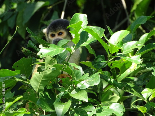A little and cute Capuchin Monkey hiding behind a tree in the Pampa of Bolivia