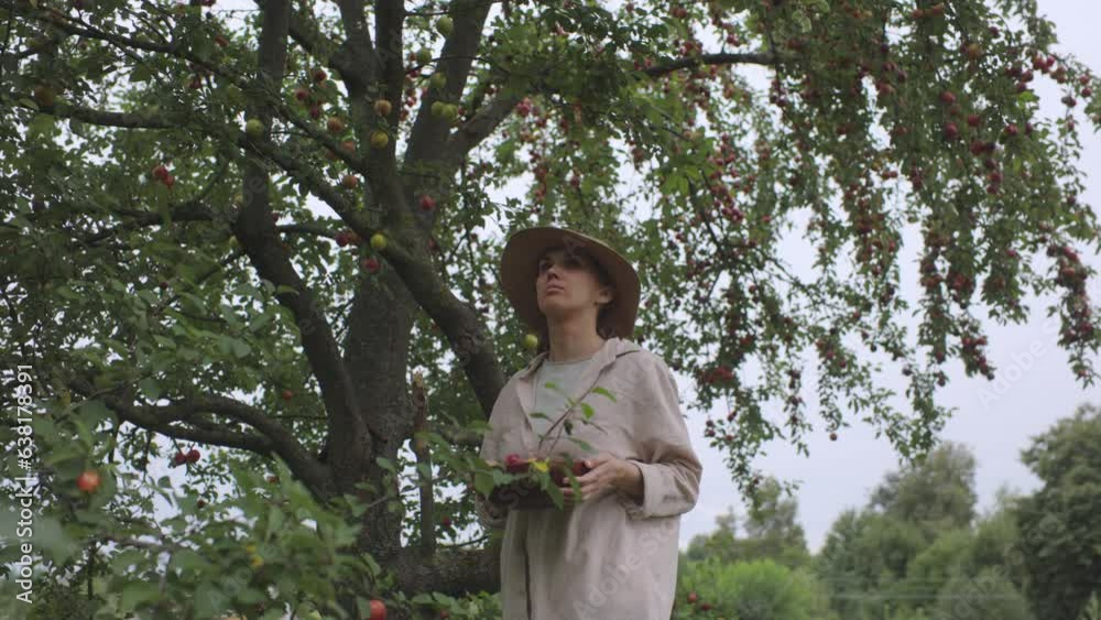 A farmer girl picks ripe and juicy plums from a green tree in an orchard. A farmer girl picks ripe and juicy plums from a green tree in an orchard.