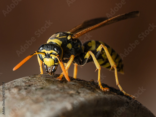 Full-body macro photograph of a yellow and black wasp © C P