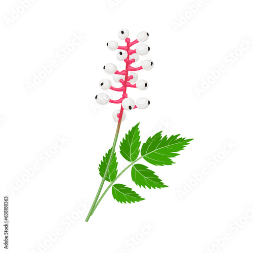 Vector illustration, white Baneberry or Actaea pachypoda, also known as doll's eye, isolated on white background.