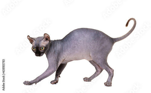 Playful cat breed Don Sphynx on a white background