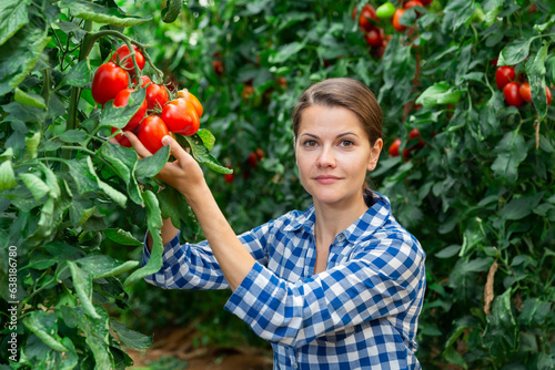 Young woman gardener working in greenhouse, checking harvest on tomato trees