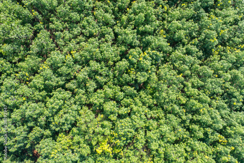 Aerial top view of lush green trees from above in tropical forest in national park in summer season. Natural landscape. Pattern texture background. Aerial top view of lush green trees from above in tropical forest in national park in summer season. Natural landscape. Pattern texture background.