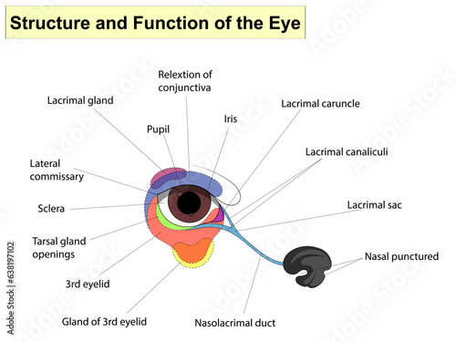 Structure and functions of the eye. The main parts that make up For basic medical education.