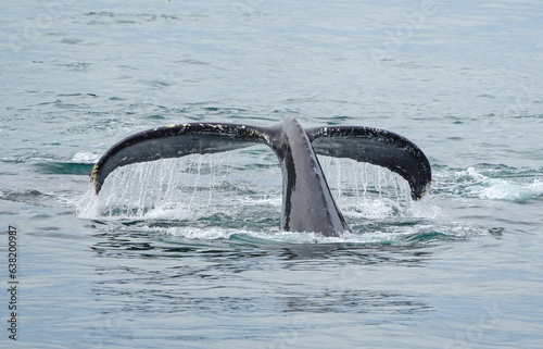 the humpback whale tail dripping with water in Alaska sea