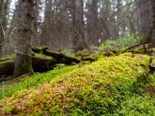 moss and fern forest in daylight shines through thick woods.