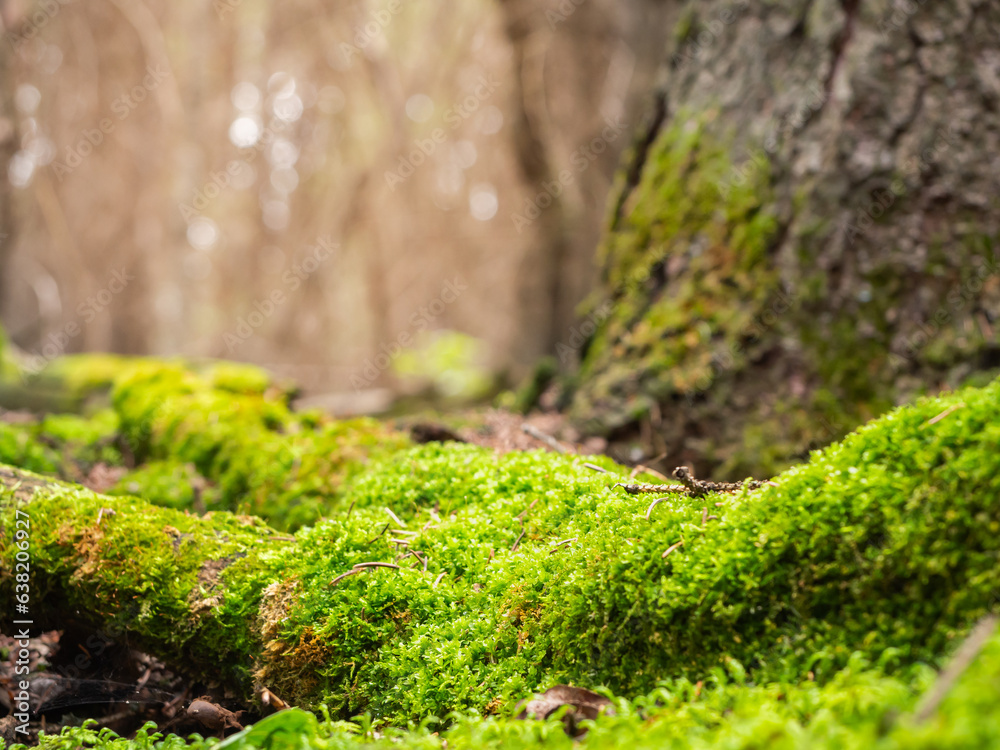moss and fern forest in daylight shines through thick woods. moss and fern forest in daylight shines through thick woods.