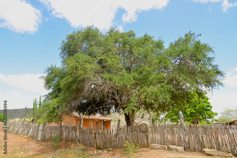landscape with tree, house in the countryside, simple country house, house in the interior of brazil, Brazilian Northeast, mud house, rammed earth, pug, northeastern rural exodus