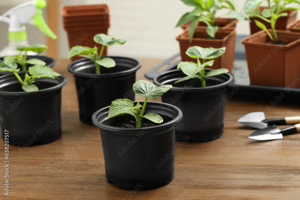 Seedlings growing in plastic containers with soil and gardening tools on wooden table, closeup