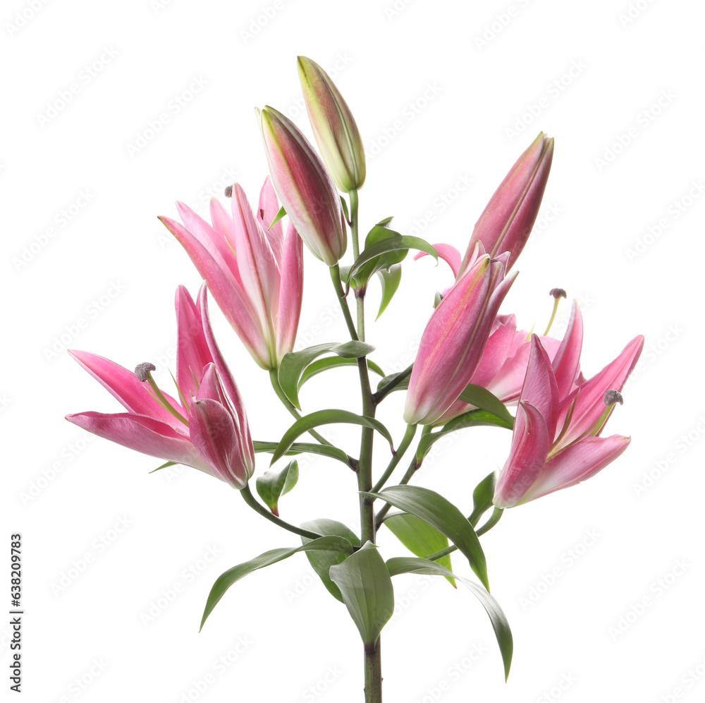 Beautiful pink lily flowers isolated on white