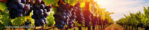 A Banner Photo of Grapes Growing on a Farm