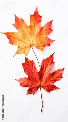 Photo of two autumn maple leaves isolated over white background