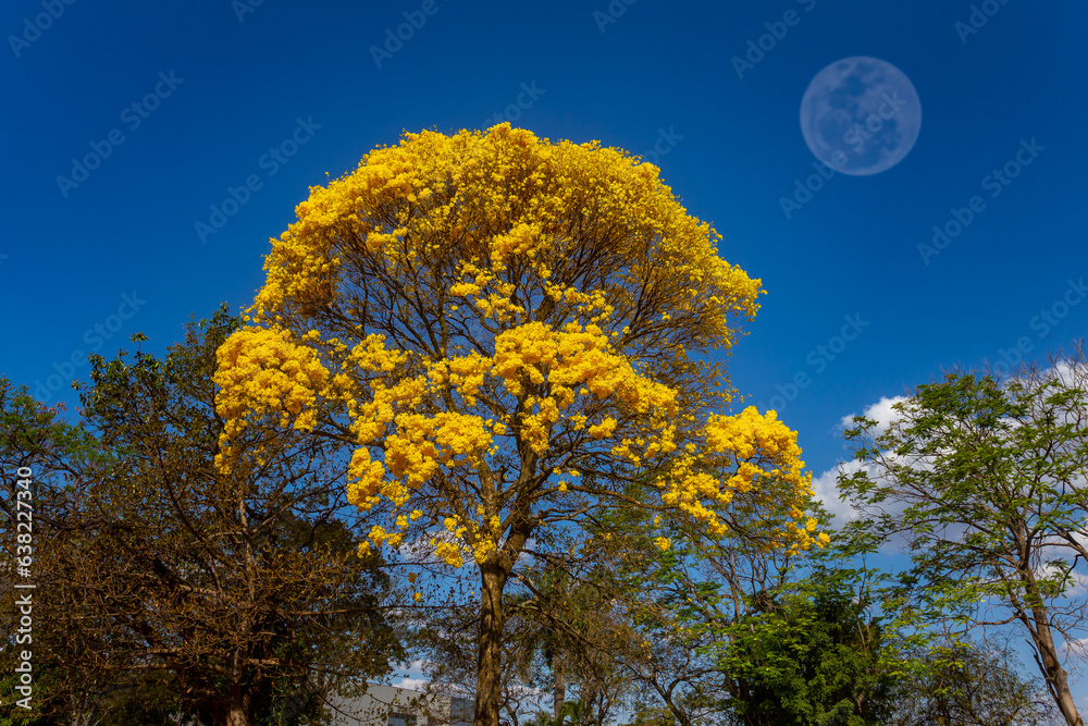 Fototapeta premium Natural Blooming Golden Trumpet Tree (in Portuguese: Ipe Amarelo; scientific name: Tabebuia chrysotricha or Handroantus chrysotrichus). Moon Light