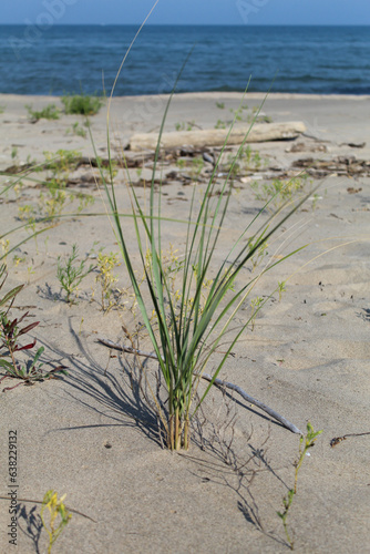 Marram grass at Illinois Beach State Park with Lake Michigan in the background in Zion photo