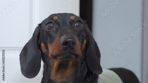 Portrait of dog dachshund looks with pitiful look displeasedly inflates its nostrils, is indignant Disgruntled puppy with naughty character, barks at guests in room, strict grouch watchman Pet protest photo