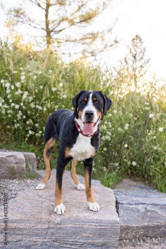 A happy Greater Swiss Mountain Dog standing on a boulder