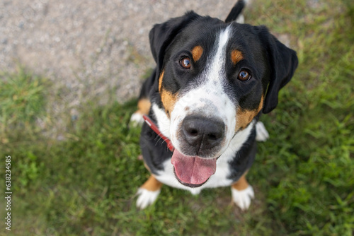 Greater Swiss Mountain dog sitting and looking up at the camera