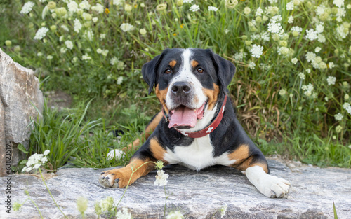 A happy Greater Swiss Mountain Dog lying on a boulder with woldflowers in the background