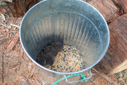 Bush rats, Native Australian animal rattus fuscipes in a feed bin. They help maintain the ecosystem and are not pests. photo