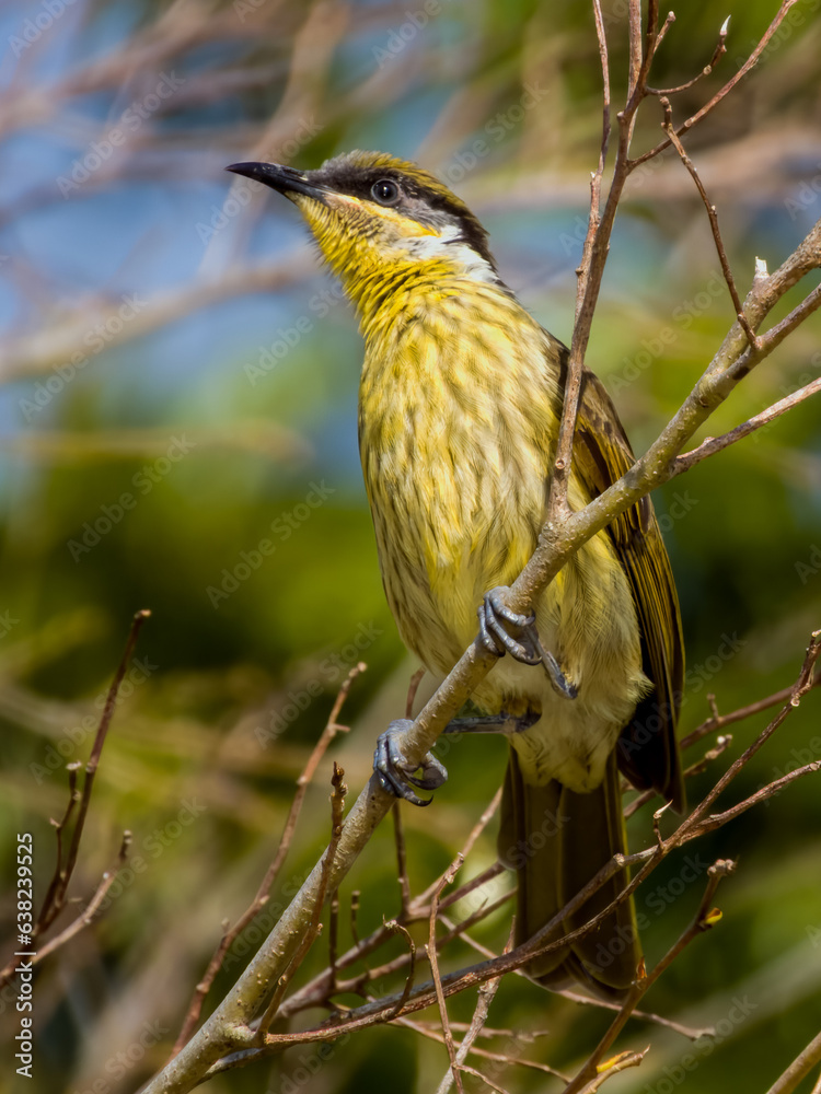 Varied Honeyeater n Queensland Australia