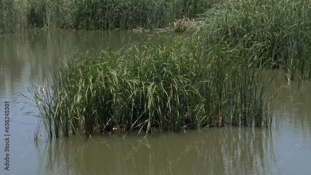 City pond overgrown with reeds that sways in the wind in sunny weather. City pond overgrown with reeds that sways in the wind in sunny weather.