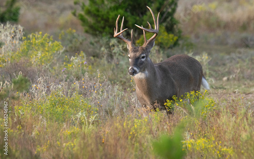 Coming Through The Broomweeds