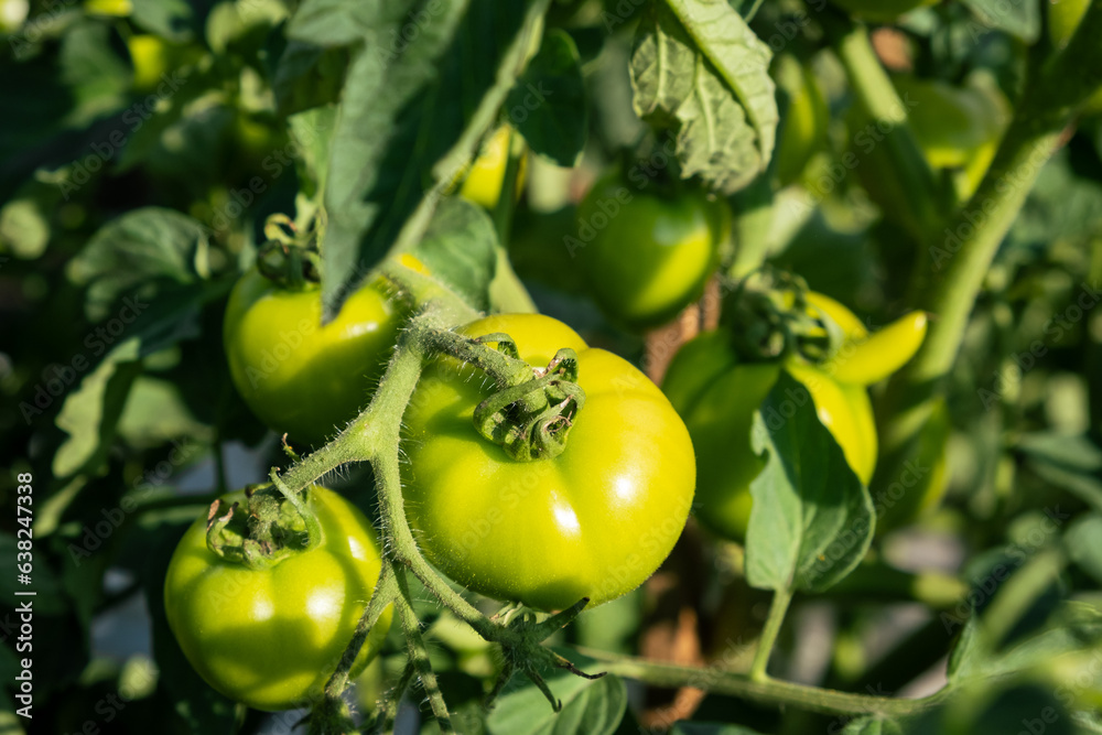 A lot of green tomatoes on a bush in a greenhouse. Tomato plants in greenhouse. Green tomatoes plantation. Organic farming, young tomato plants growth in greenhouse.