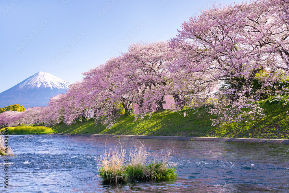 Naklejka premium 静岡県富士市 龍巌淵の桜と富士山
