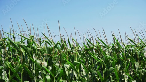 Wind blows through swaying cropy of corn against blue sky, handheld static, space for text photo