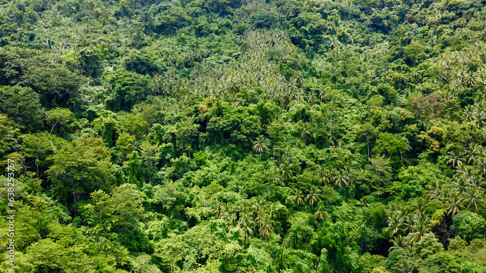Aerial view of tree tops in tropical rainforest. Background from green trees. Top view of the jungle. Aerial view of tree tops in tropical rainforest. Background from green trees. Top view of the jungle.