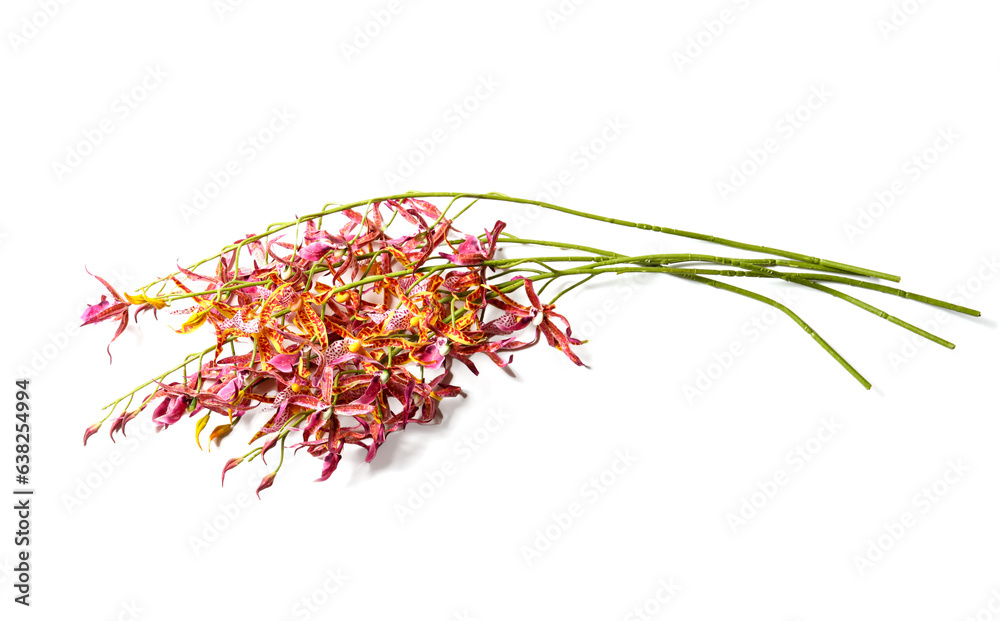 Naklejka premium Decorative flowers on white background