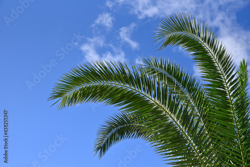 夏の青空と椰子の木 © PHOTO ZAN