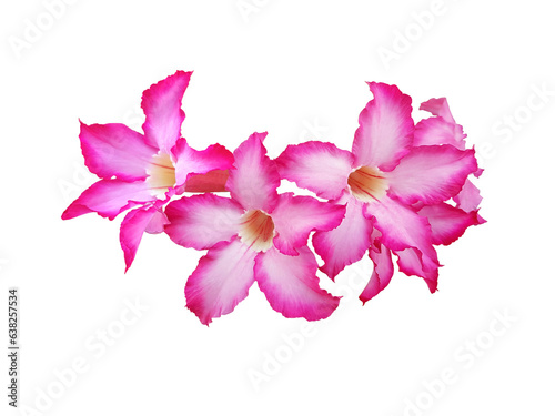 Pink azalea flowers isolated on a white background.
(Clipping path)
png.